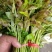 鸡冠红红油香椿芽儿鲜芽6-8月持续供应