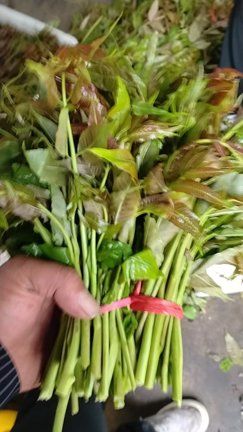 鸡冠红红油香椿芽儿鲜芽6-8月持续供应