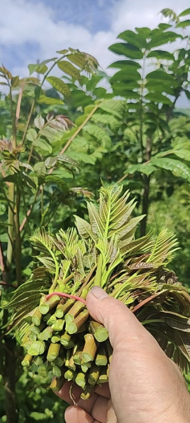 鸡冠红红油香椿芽儿鲜芽6-8月持续供应