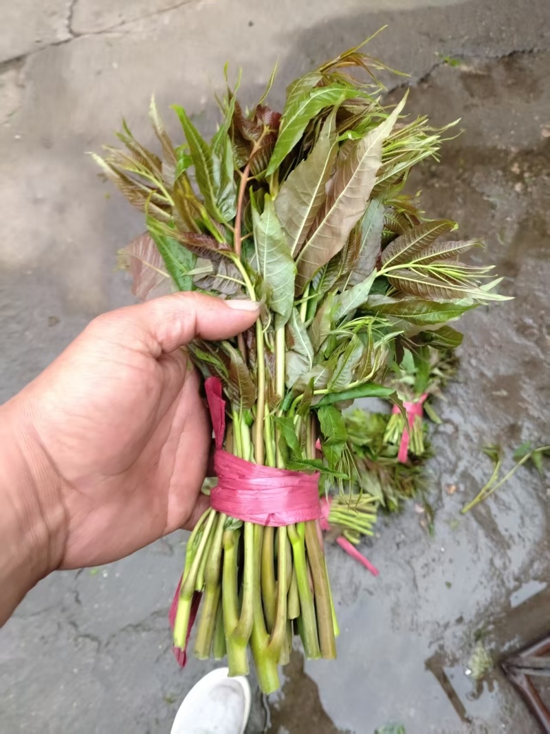 鸡冠红红油香椿芽儿鲜芽6-8月持续供应