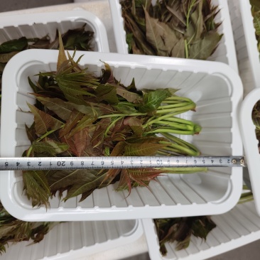 鸡冠红红油香椿芽儿鲜芽6-8月持续供应