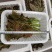 鸡冠红红油香椿芽儿鲜芽6-8月持续供应