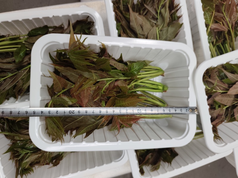 鸡冠红红油香椿芽儿鲜芽6-8月持续供应
