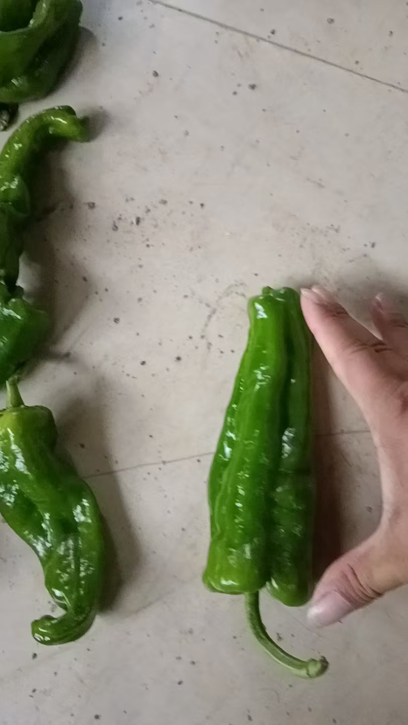301薄皮青椒