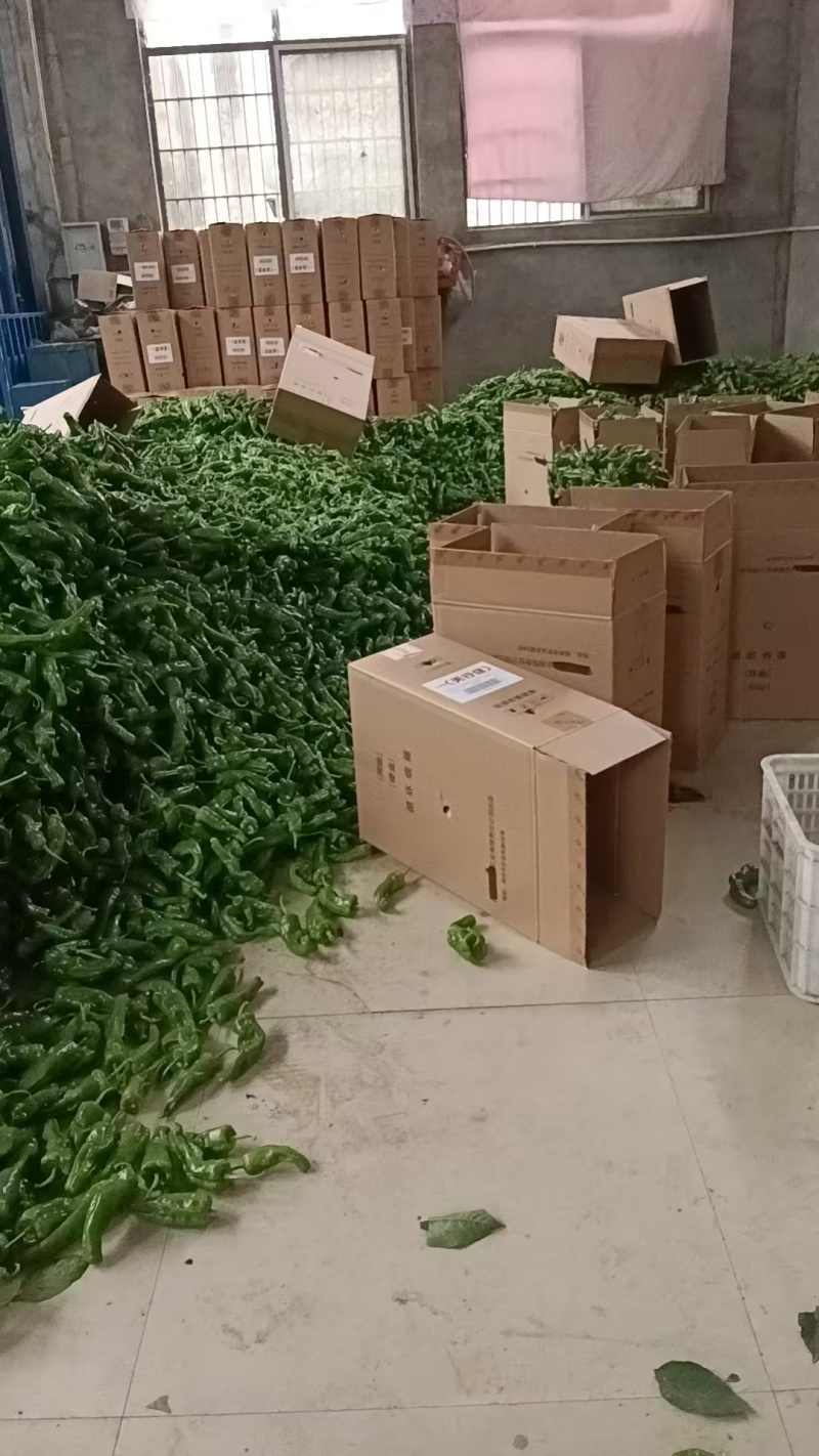 301薄皮青椒