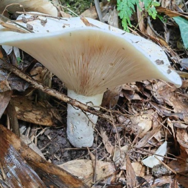 伏牛山野生菌：草菇,深山***，人工采摘，自然晒干，无熏