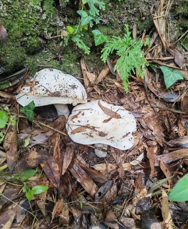 伏牛山野生菌：草菇,深山***，人工采摘，自然晒干，无熏
