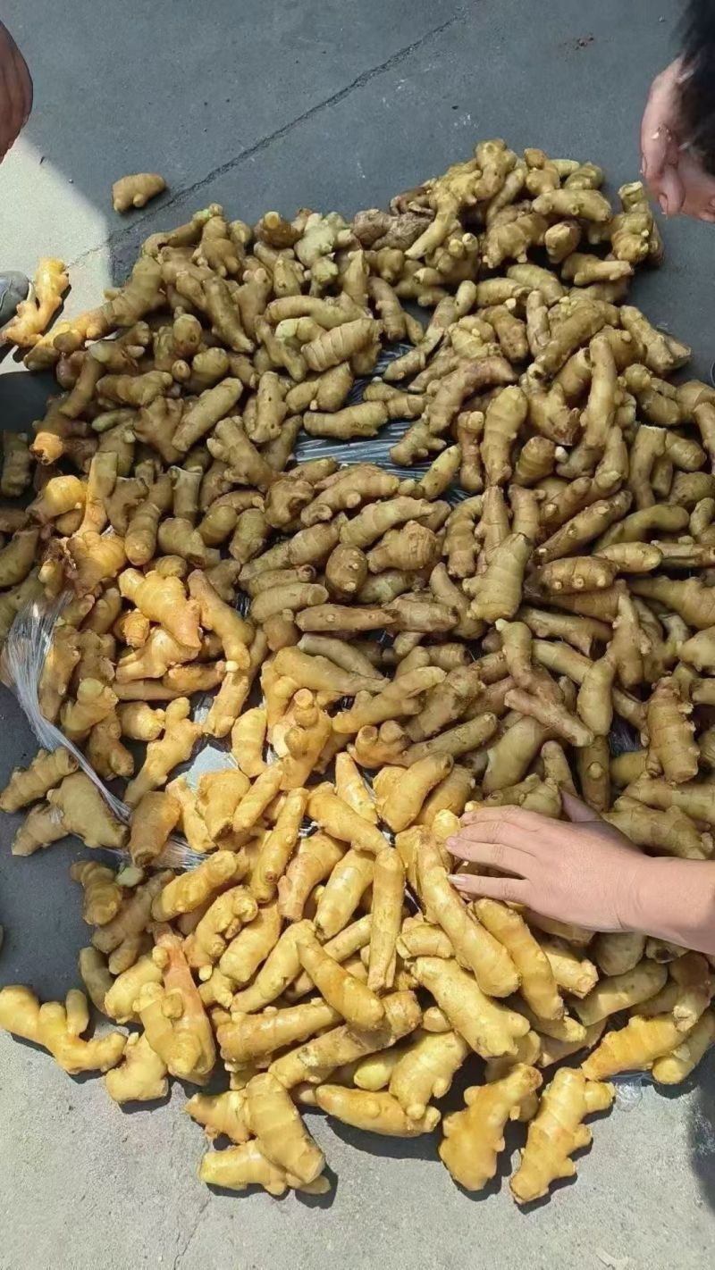 水洗烘干姜加工中，有货可联系产地一手货源品质保证