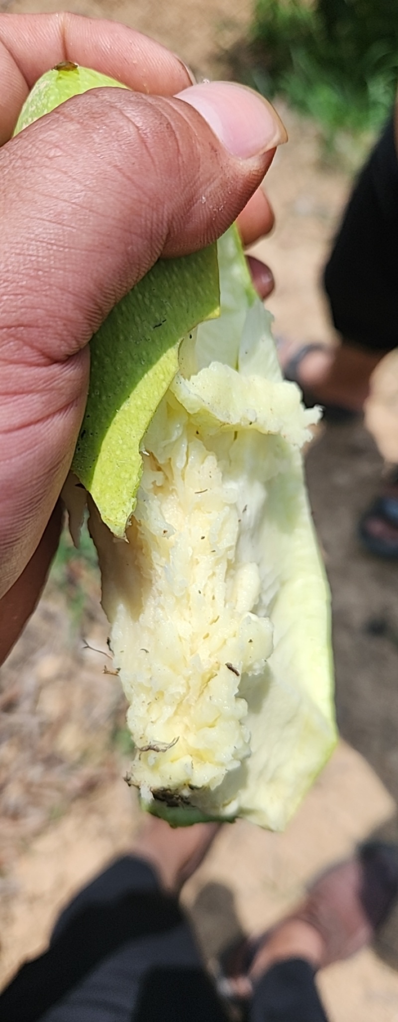 广西金煌芒大量上市中，支持线上线下一件代发，品质价格到位
