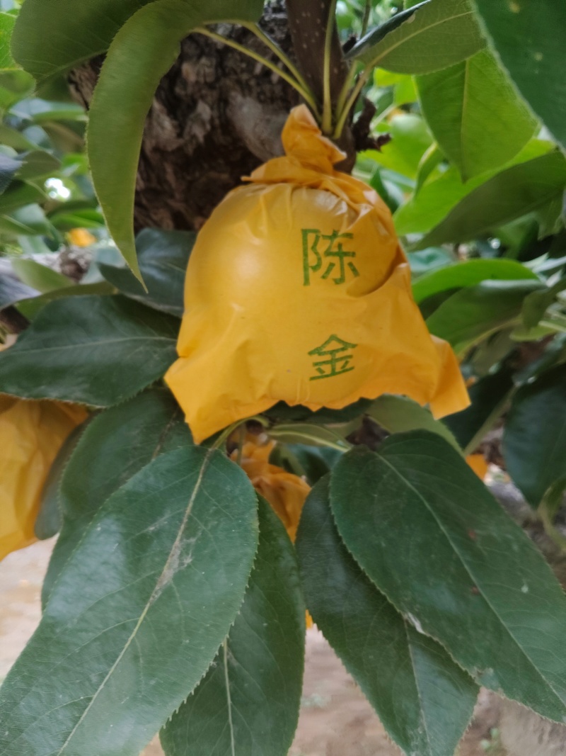 精品酥脆一号