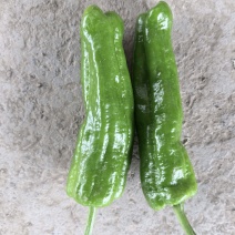 新鲜薄皮苏椒，大棚种植新品上市，货量充足，欢迎下单咨询。