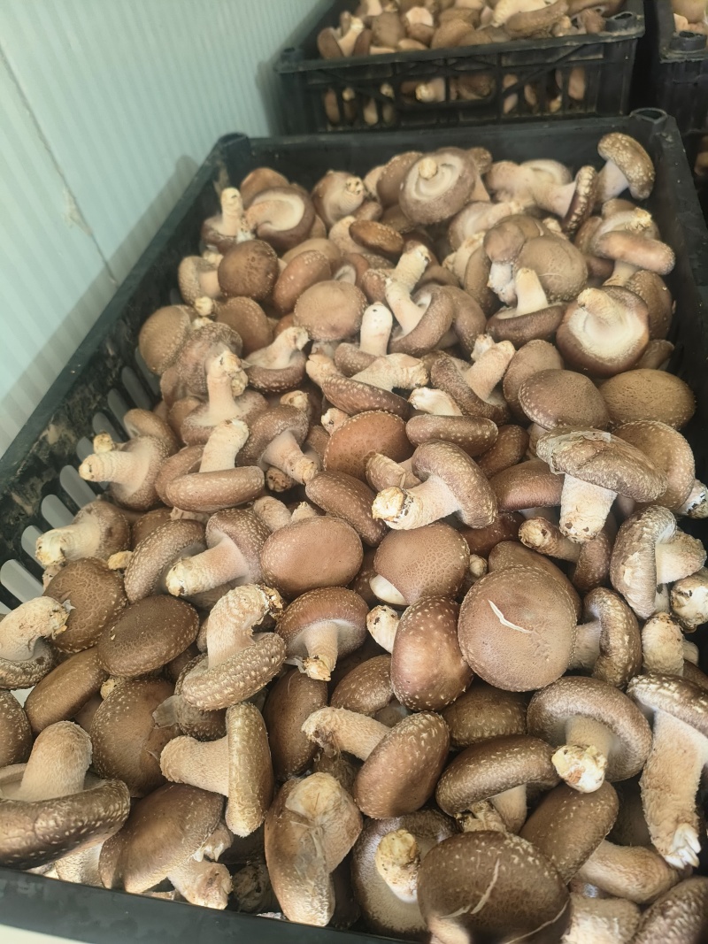鲜香菇
