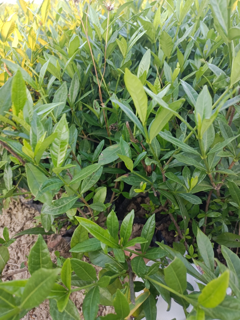 杯苗小叶桅子
