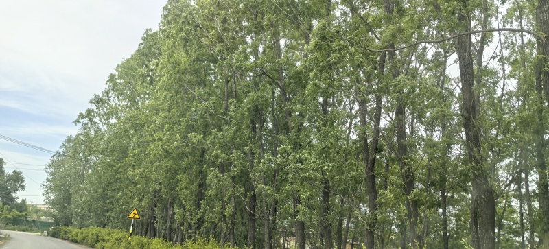 美国竹柳