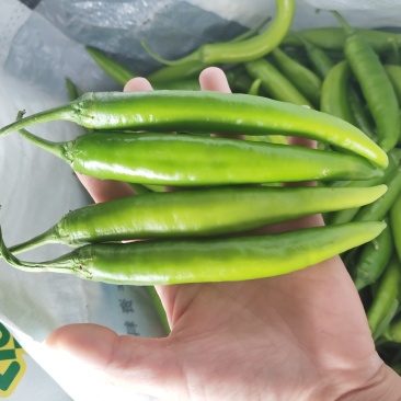 自家种植新鲜杭椒现采现发