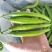 自家种植新鲜杭椒现采现发