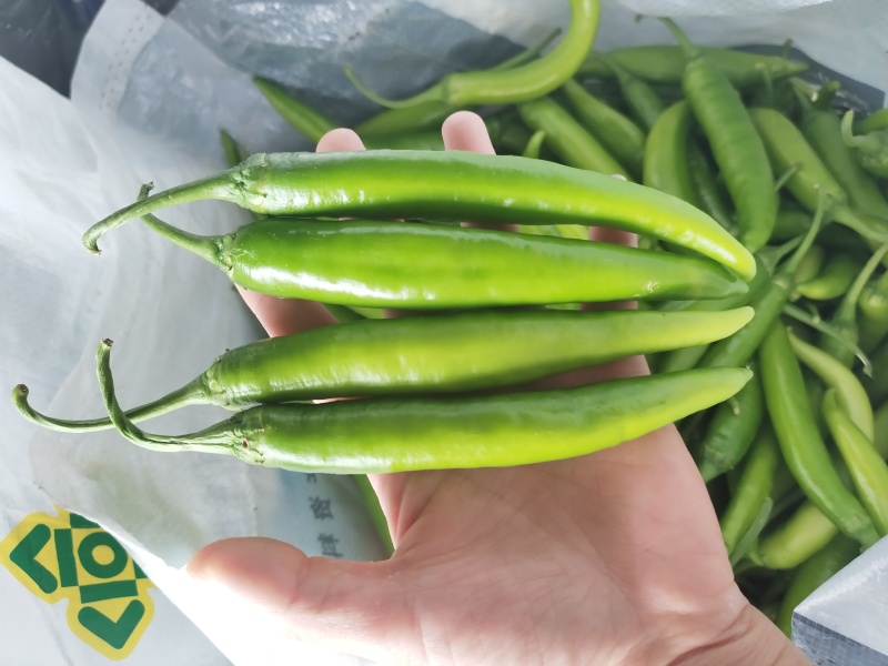 自家种植新鲜杭椒现采现发
