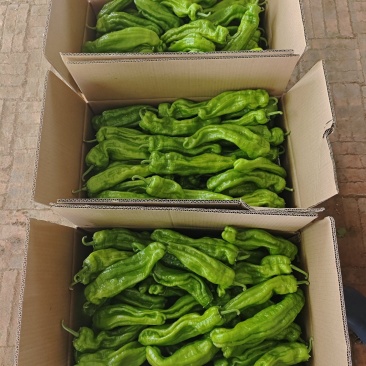 黑龙江芜湖椒上市了品质好可视频看货欢迎来电咨询