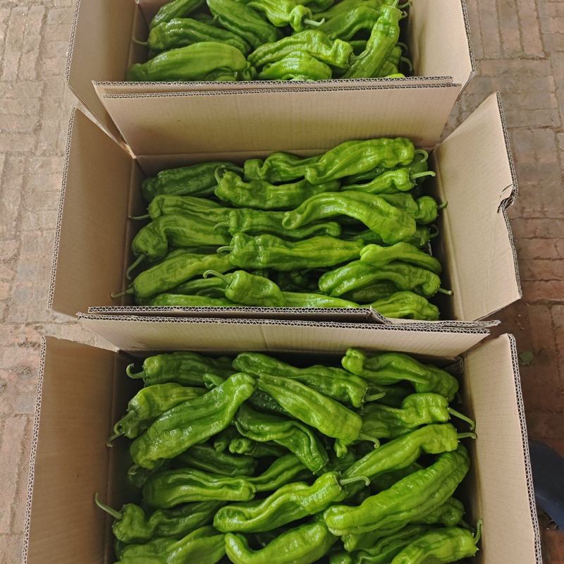 黑龙江芜湖椒上市了品质好可视频看货欢迎来电咨询