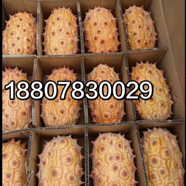 大量供应非洲火参果刺角瓜常年供货全国批发