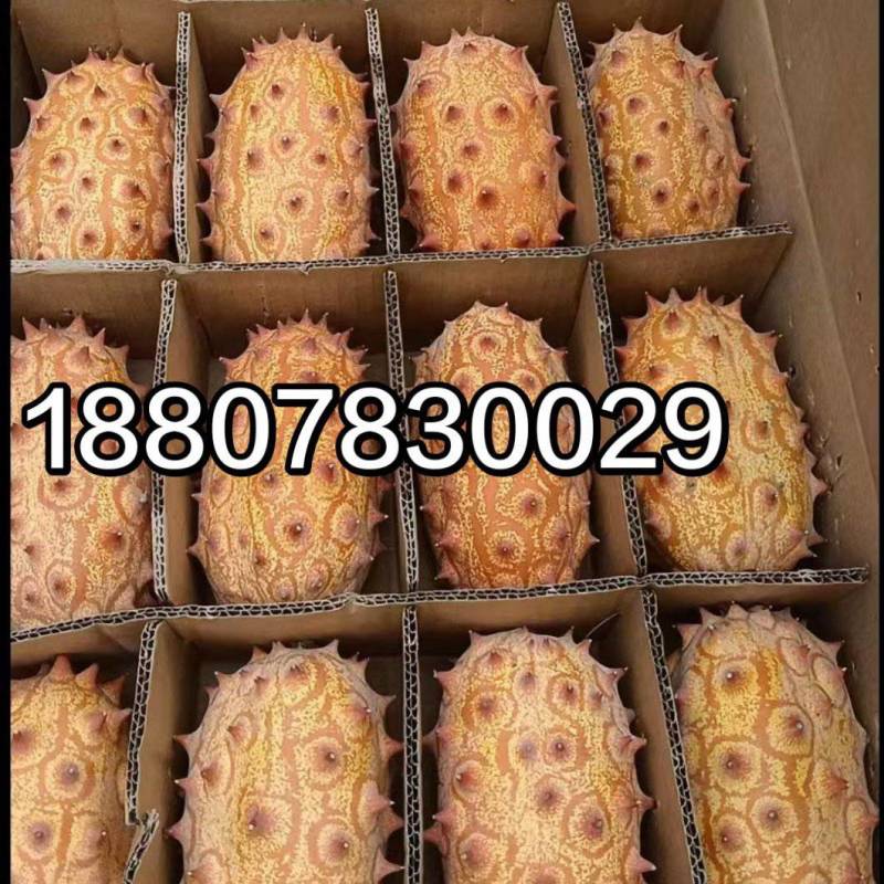 大量供应非洲火参果刺角瓜常年供货全国批发