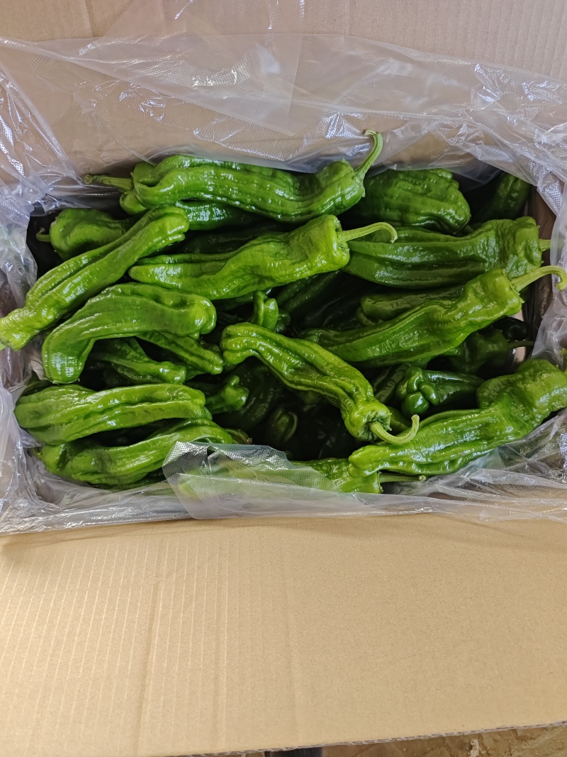 黑龙江芜湖椒上市了品质好可视频看货欢迎来电咨询