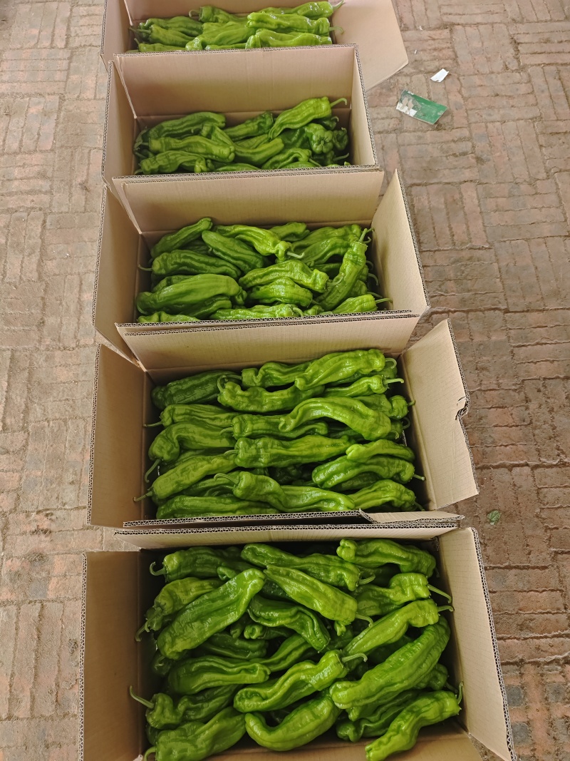 黑龙江芜湖椒上市了品质好可视频看货欢迎来电咨询