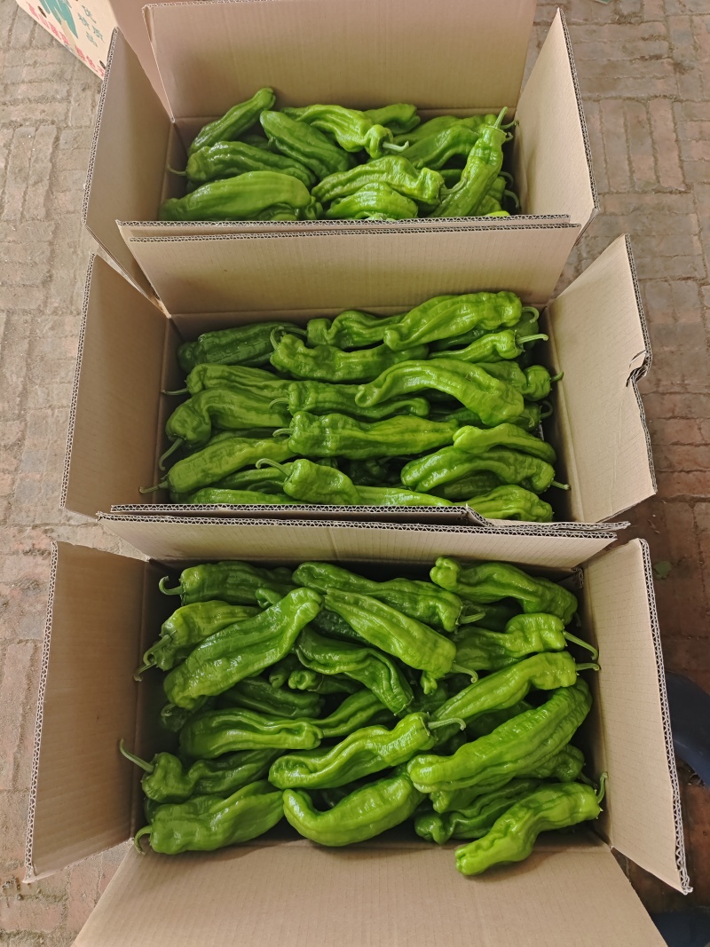 黑龙江芜湖椒上市了品质好可视频看货欢迎来电咨询