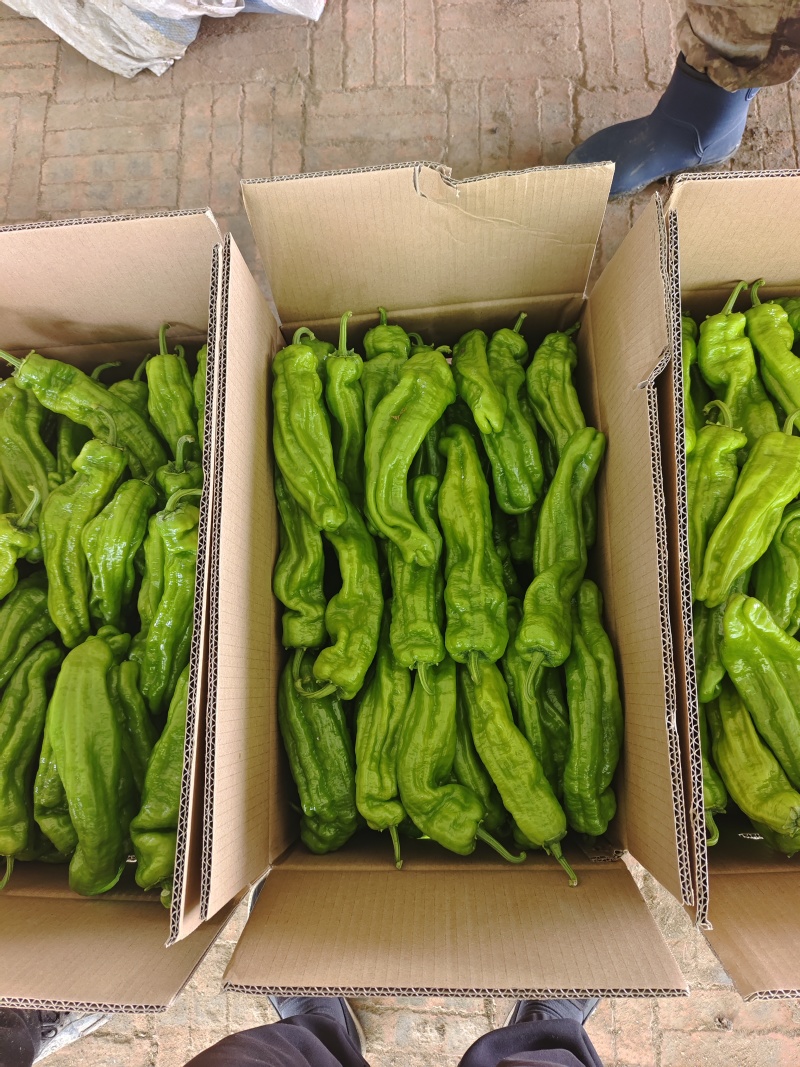 黑龙江芜湖椒上市了品质好可视频看货欢迎来电咨询