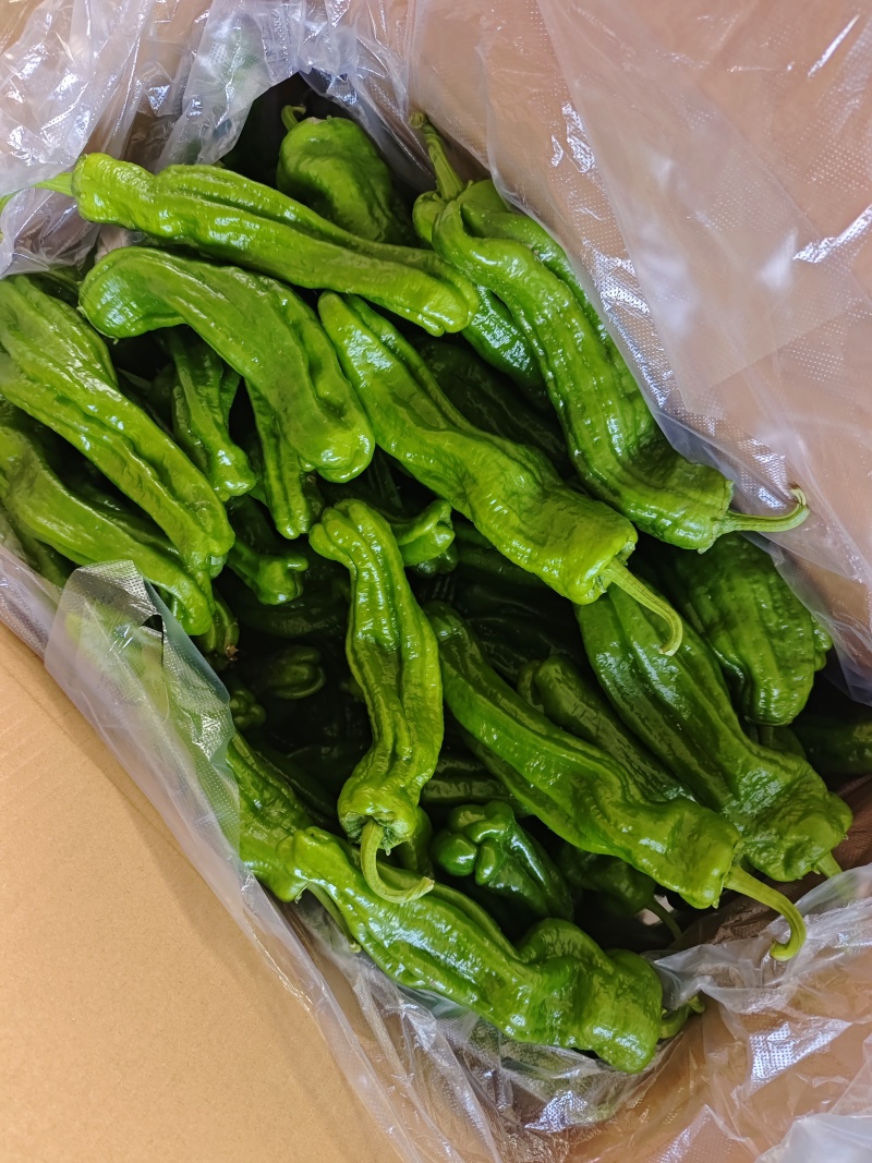 黑龙江芜湖椒上市了品质好可视频看货欢迎来电咨询