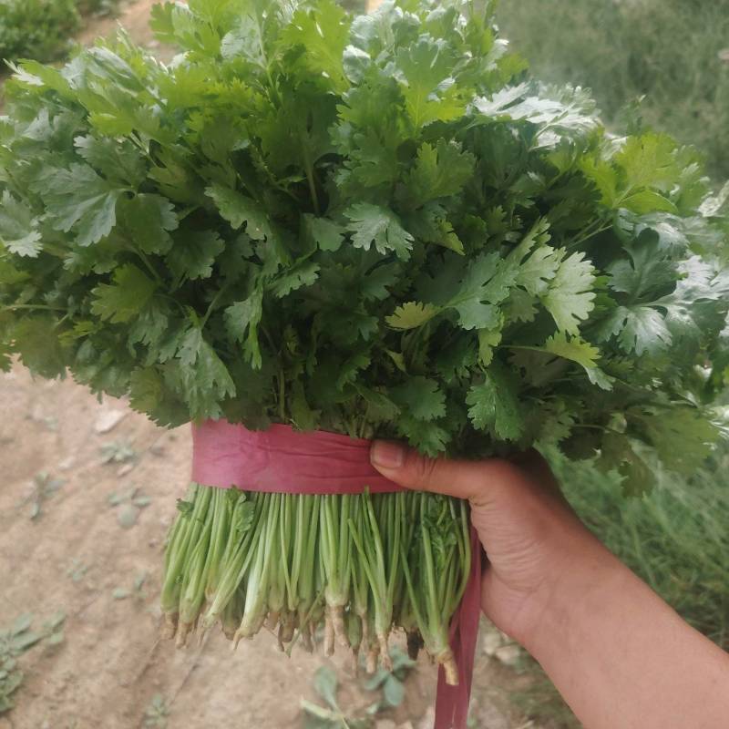 精品香菜开园【大叶香菜】支持视频看货，可发往全国市场！