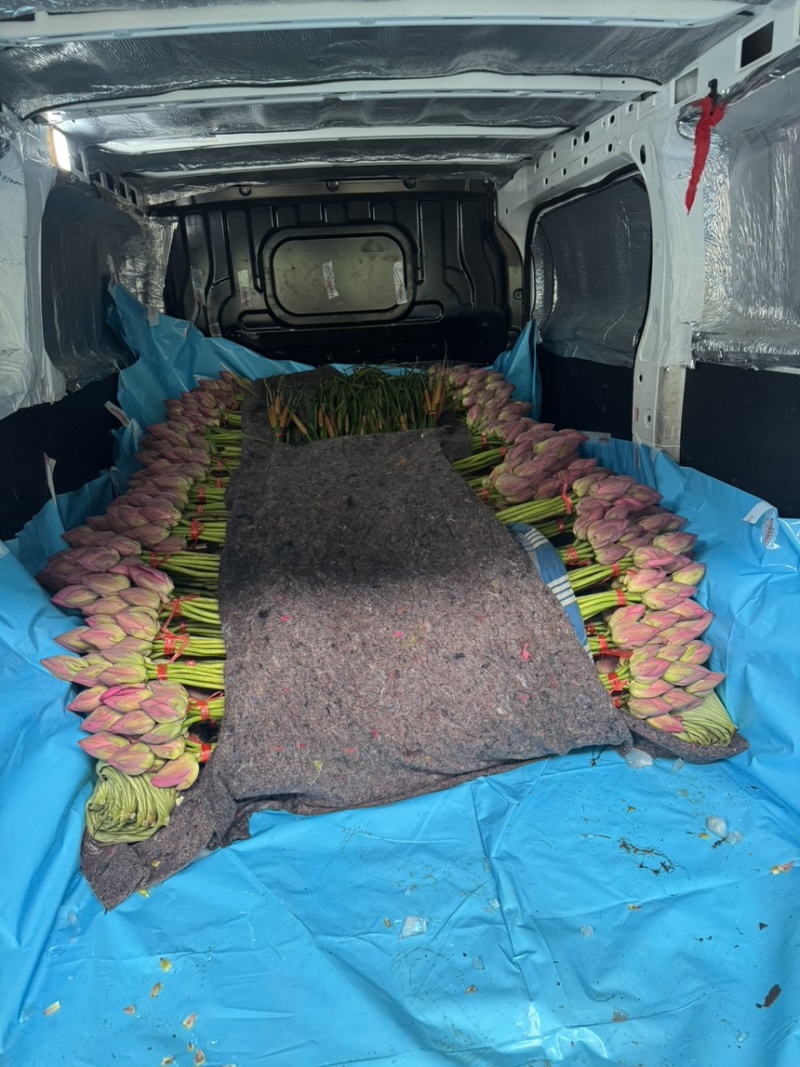 荷花基地现采鲜切荷花低温冷链发货锁住荷塘气韵