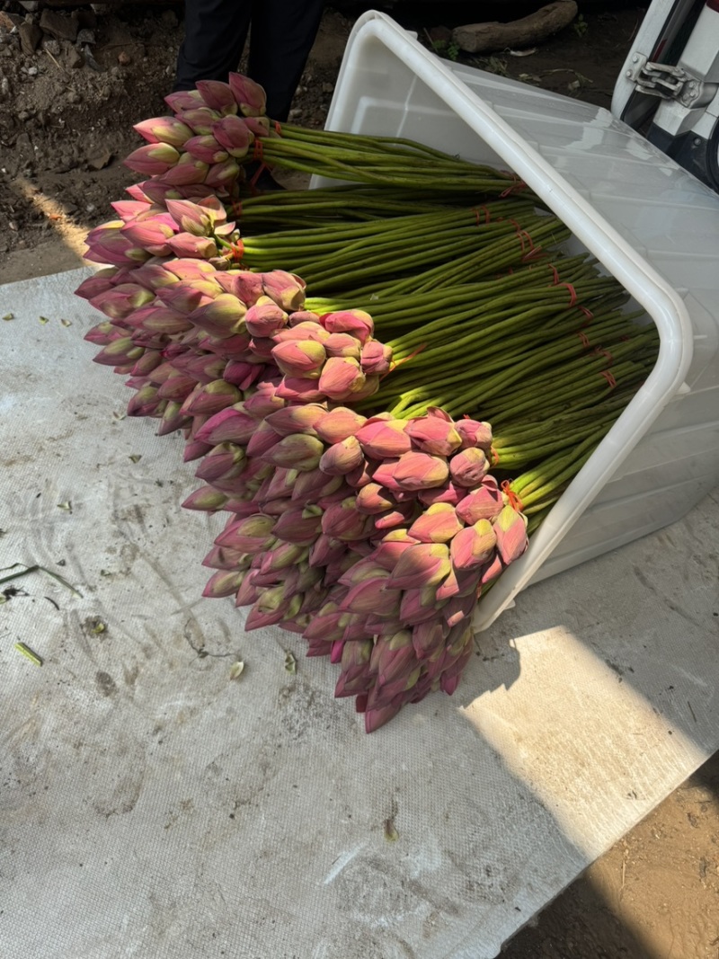 荷花基地现采鲜切荷花低温冷链发货锁住荷塘气韵