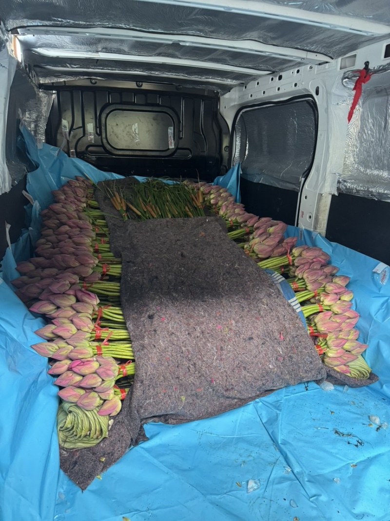 荷花基地现采鲜切荷花低温冷链发货锁住荷塘气韵