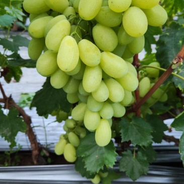 金蜜葡萄