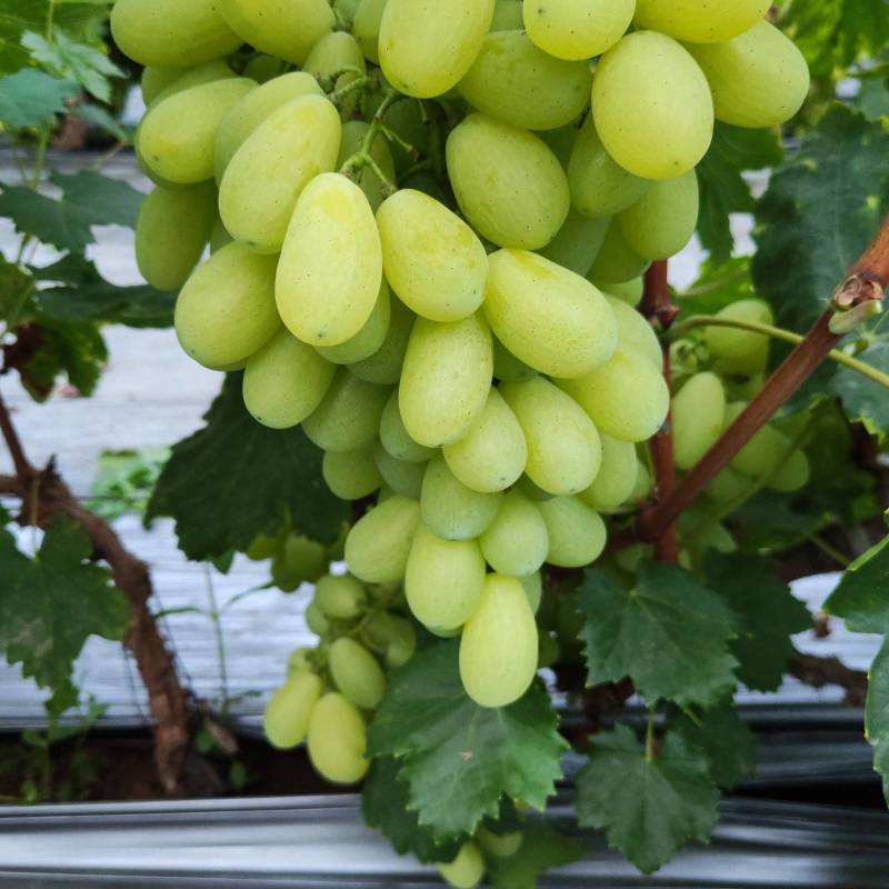 金蜜葡萄