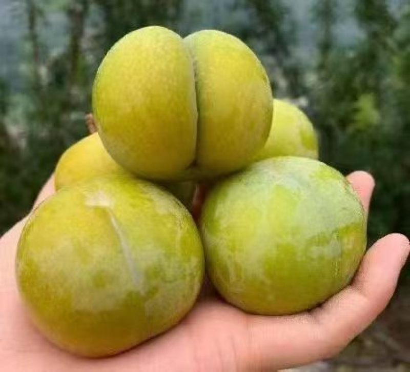 大量蜂糖李也上市，有看上的老板联系我