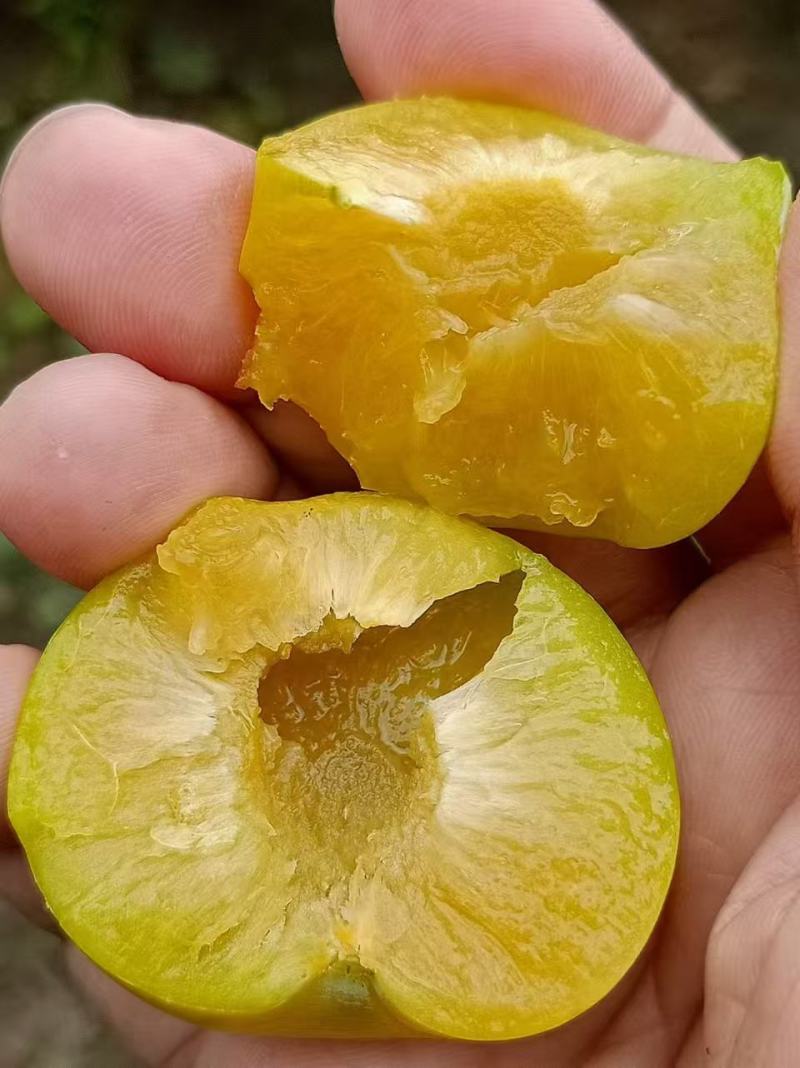 大量蜂糖李也上市，有看上的老板联系我