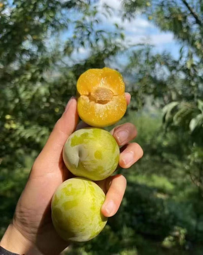 大量蜂糖李也上市，有看上的老板联系我