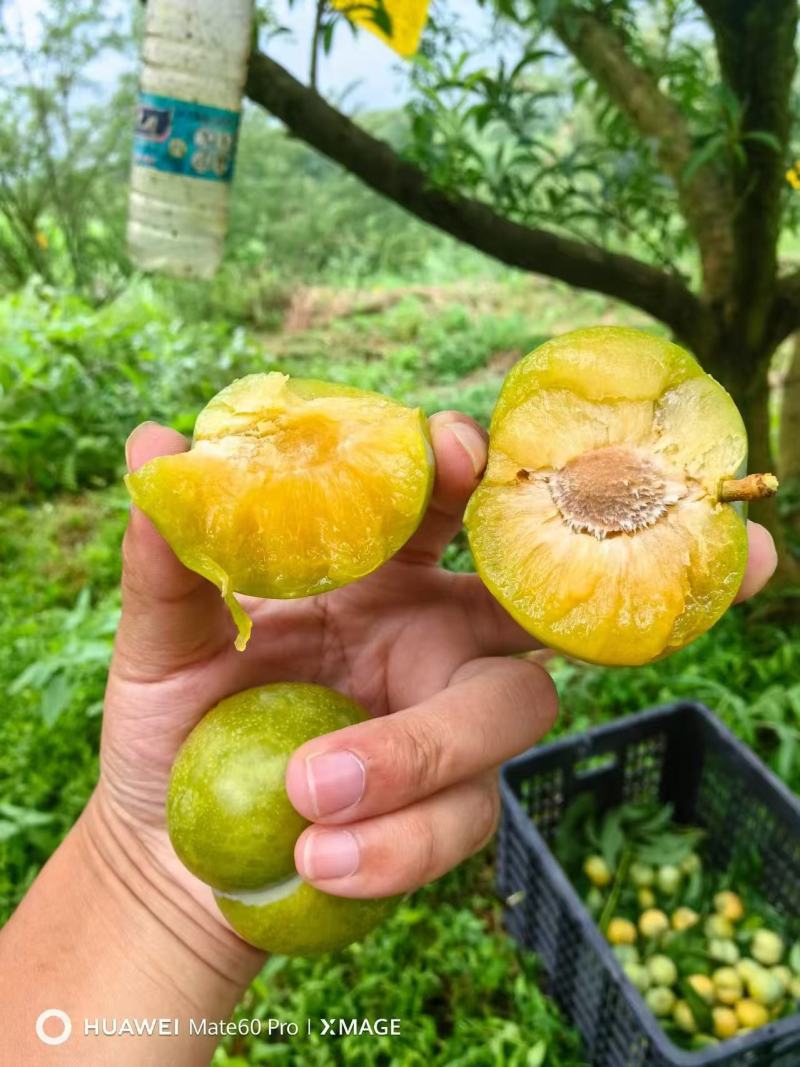 大量蜂糖李也上市，有看上的老板联系我