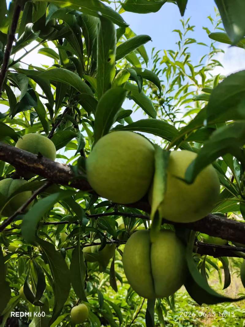 大量蜂糖李也上市，有看上的老板联系我