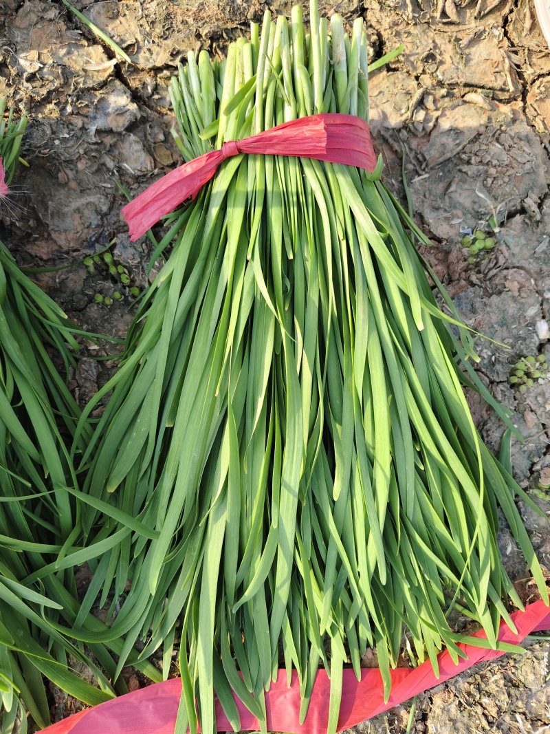各种规格韭菜