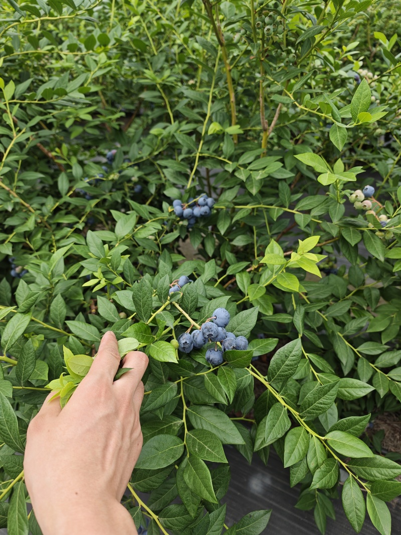 莱格西，公爵，绿宝石蓝莓现货现摘