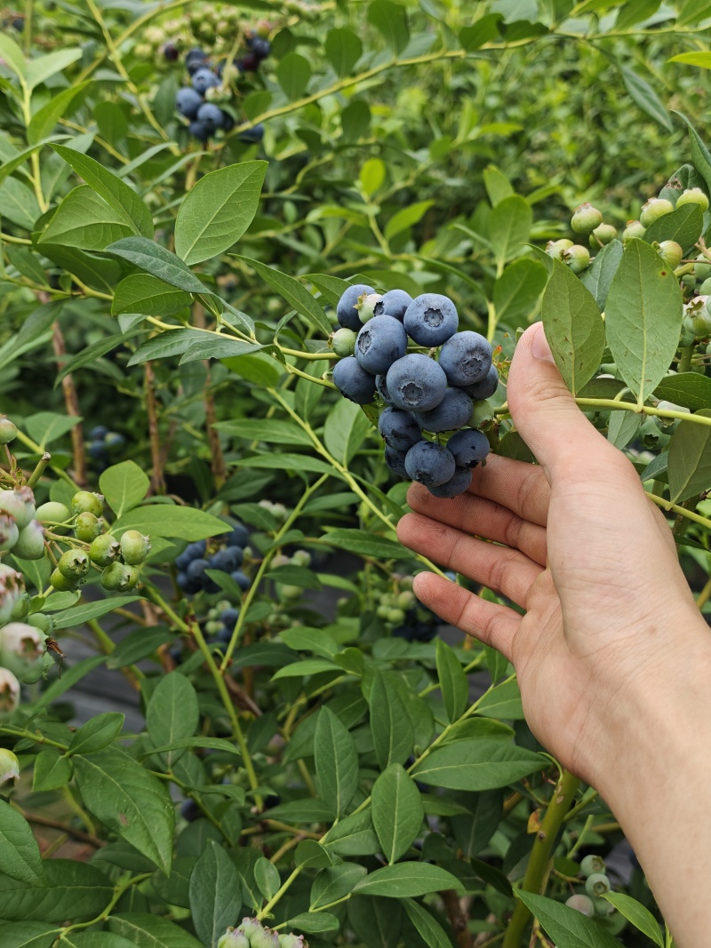 莱格西，公爵，绿宝石蓝莓现货现摘