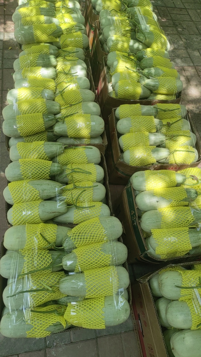 博洋甜瓜大量供应