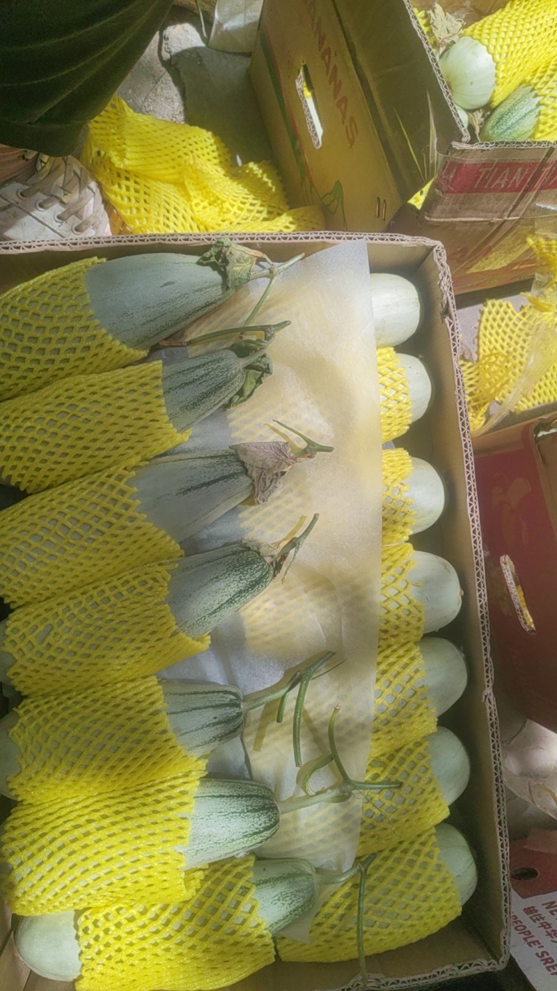 博洋甜瓜大量供应
