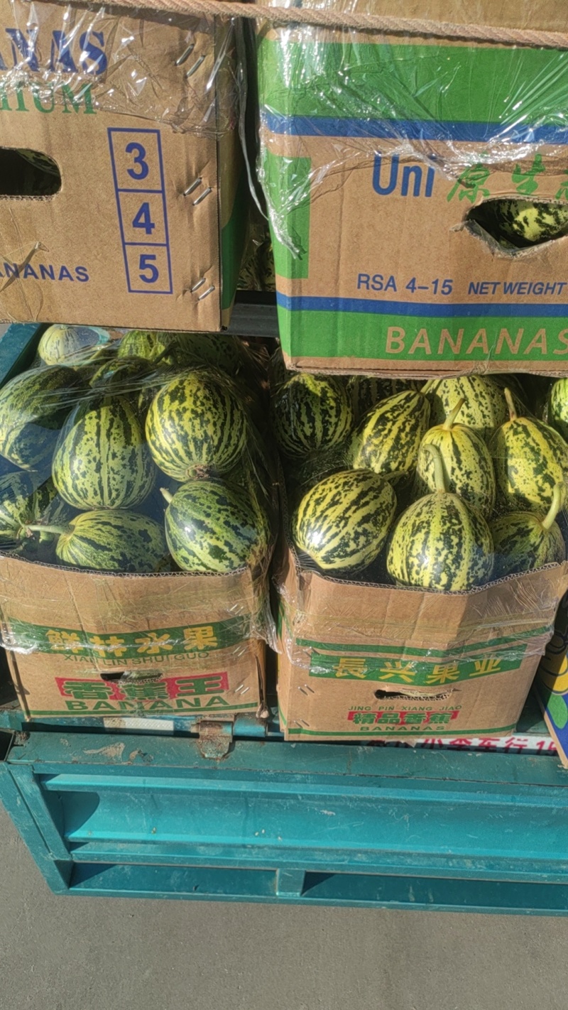 博洋甜瓜大量供应