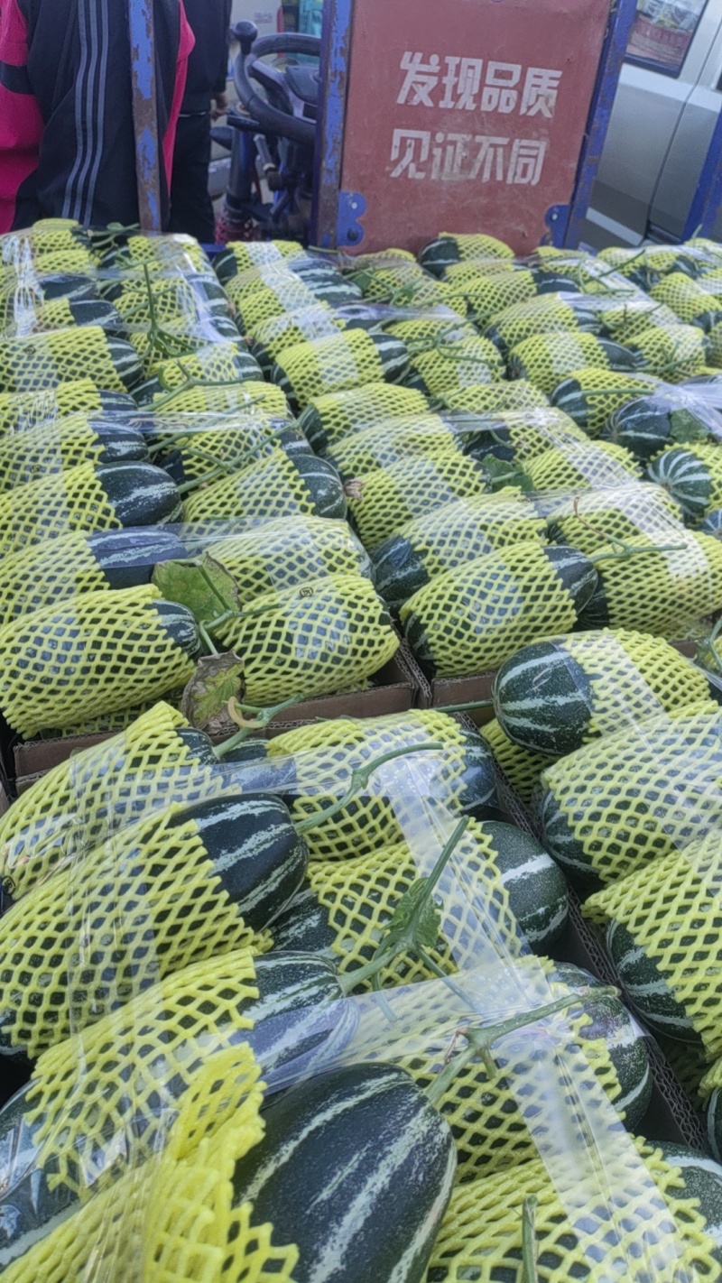 博洋甜瓜大量供应
