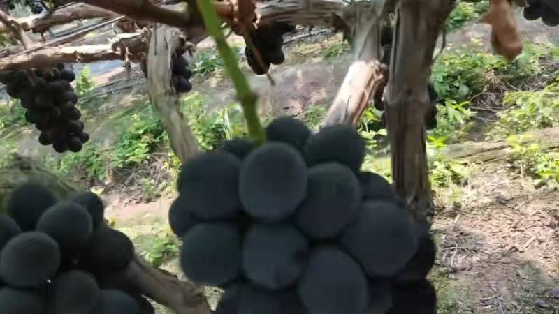 巨峰葡萄