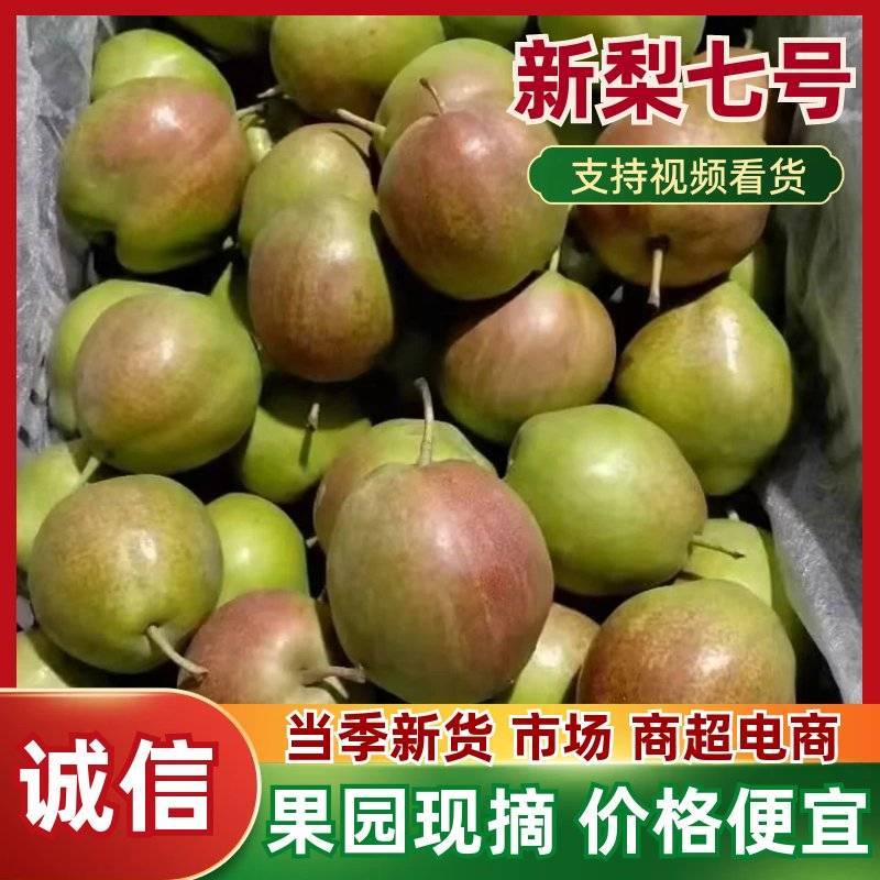 河北早熟新梨七号果园现摘脆甜多汁产地直供电商商超批量拿货